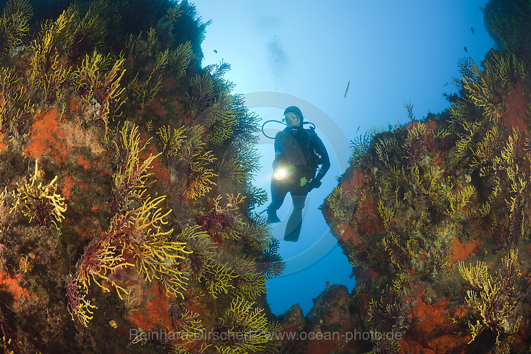 Scuba Diver and Variable Gorgonians