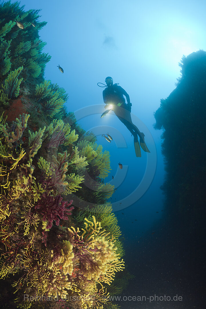 Scuba Diver and Variable Gorgonians