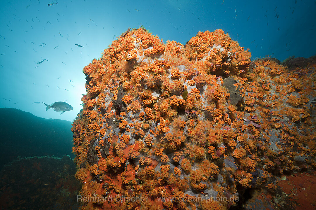 Riff mit Krustenanemonen, Parazoanthus axinellae, Tamariu, Costa Brava, Mittelmeer, Spanien