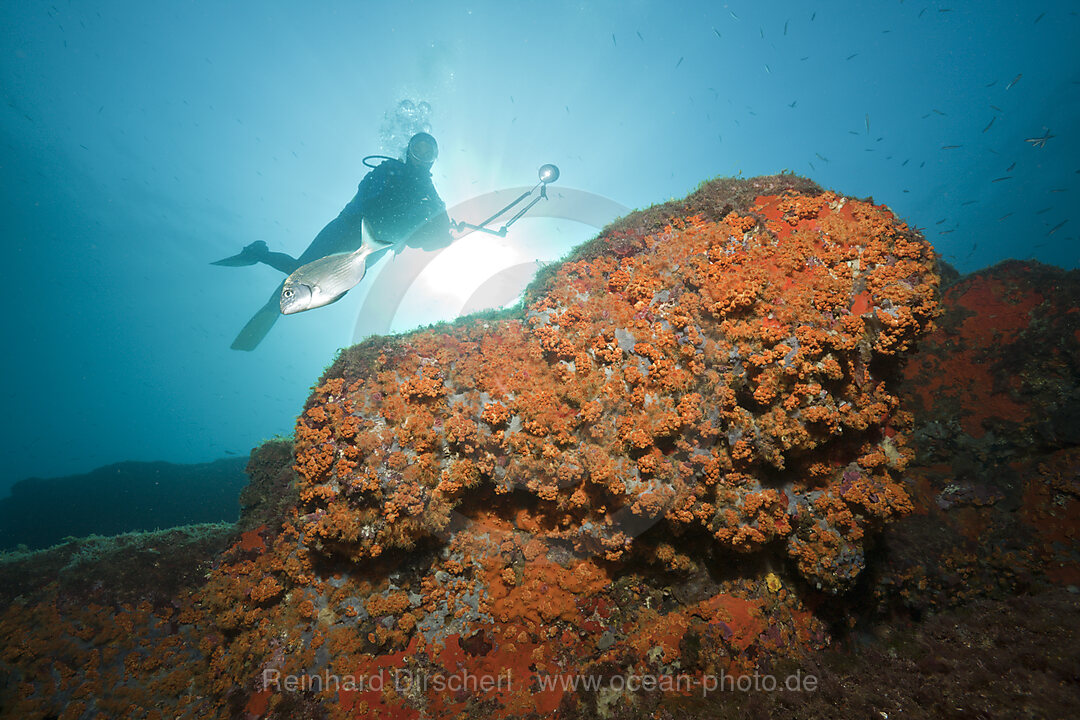 Riff mit Krustenanemonen, Parazoanthus axinellae, Tamariu, Costa Brava, Mittelmeer, Spanien