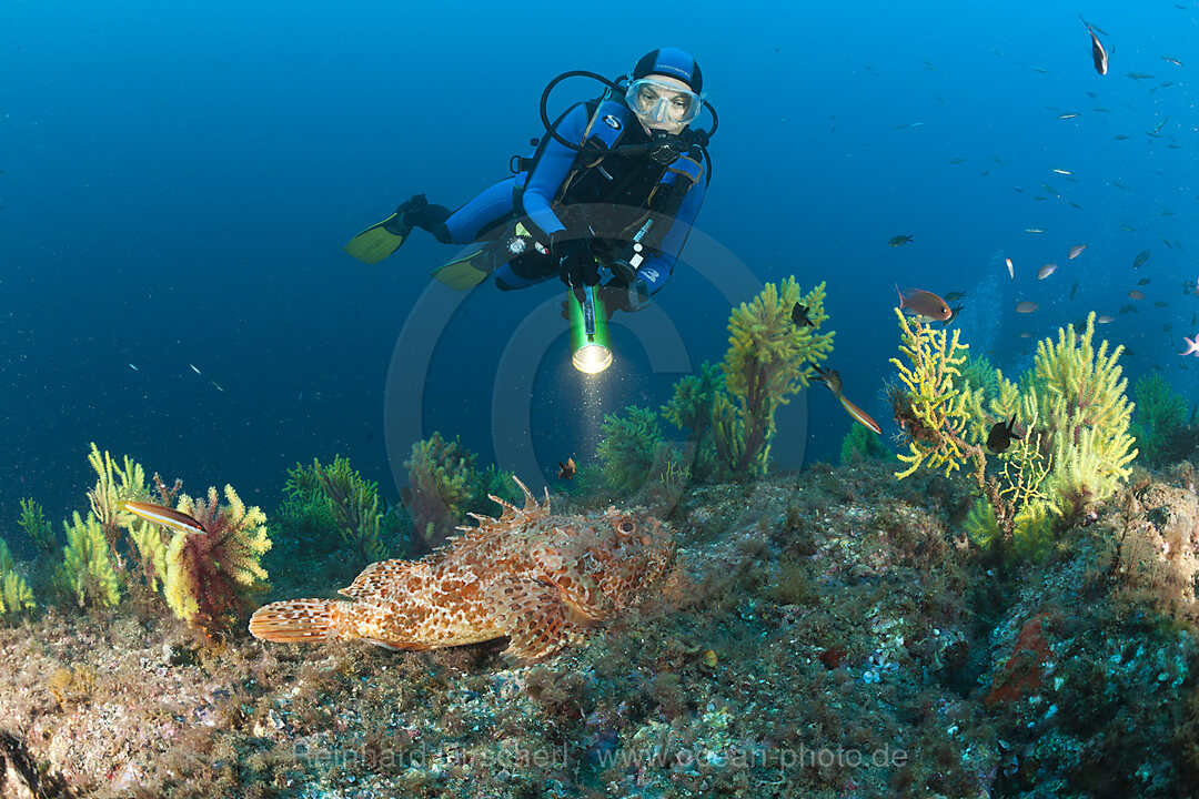 Diver and Great Rockfish
