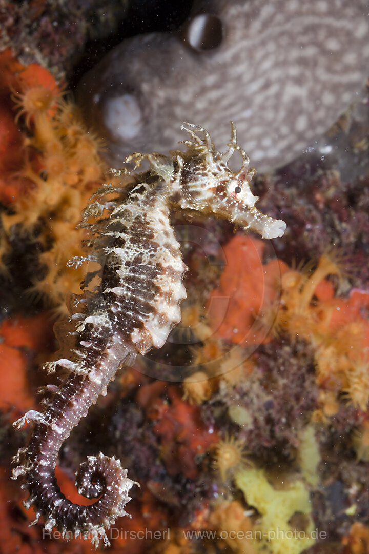 Mittelmeer-Seepferdchen, Hippocampus ramulosus, Tamariu, Costa Brava, Mittelmeer, Spanien