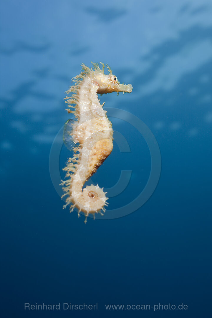 Brown Longsnouted Seahorse
