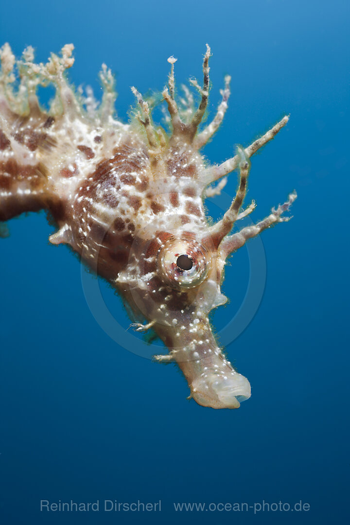 Portrait of Longsnouted Seahorse