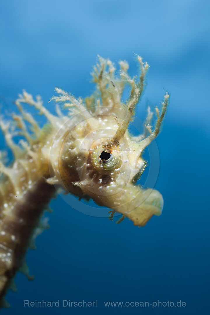 Portrait von Langschnauzen-Seepferdchen, Hippocampus ramulosus, Tamariu, Costa Brava, Mittelmeer, Spanien