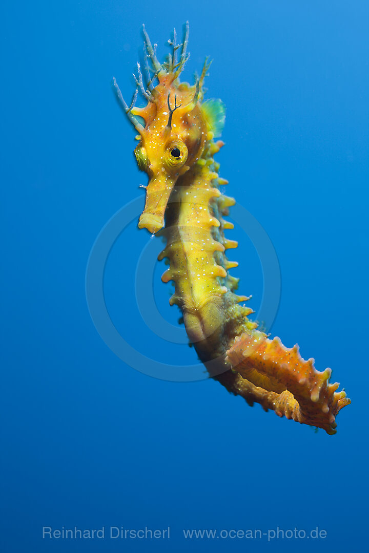 Yellow Longsnouted Seahorse