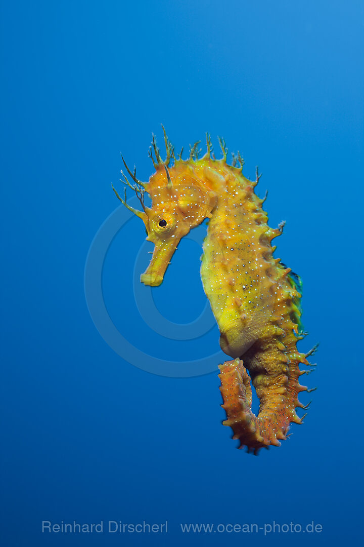Longsnouted Seahorse