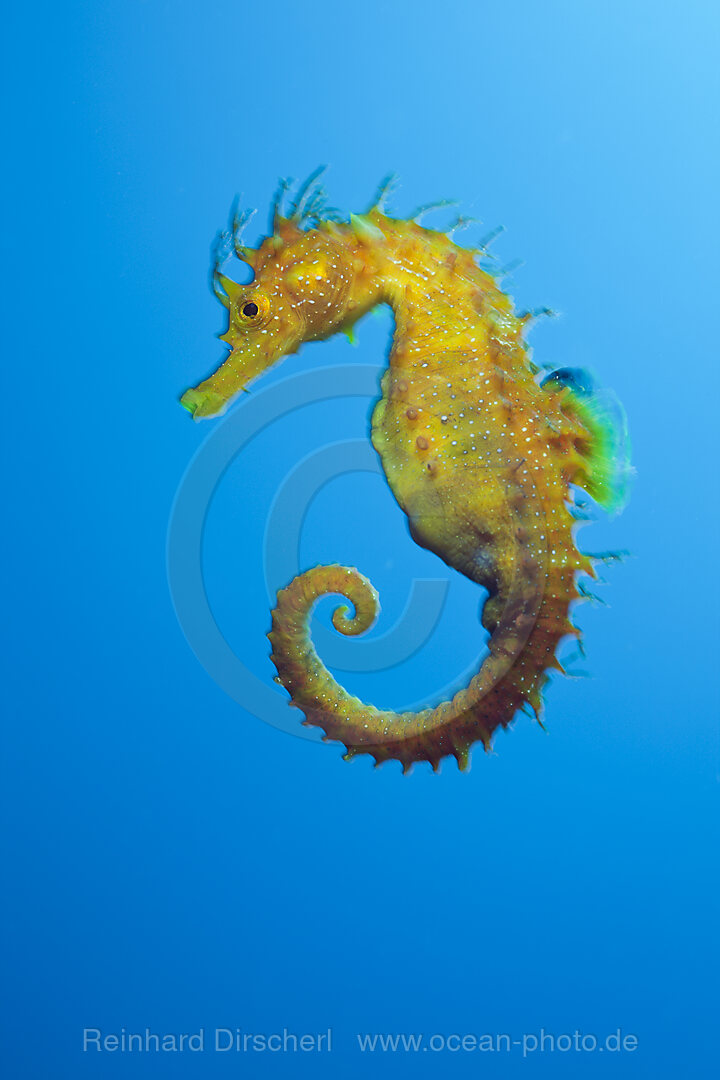 Langschnauzen-Seepferdchen, Hippocampus ramulosus, Tamariu, Costa Brava, Mittelmeer, Spanien