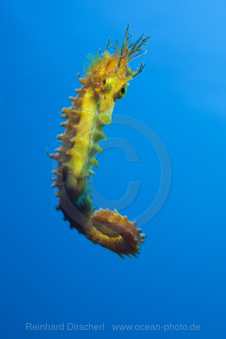 Longsnouted Seahorse