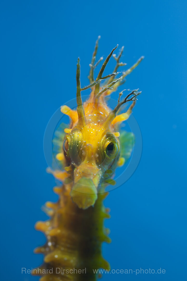 Portrait von Langschnauzen-Seepferdchen, Hippocampus ramulosus, Tamariu, Costa Brava, Mittelmeer, Spanien