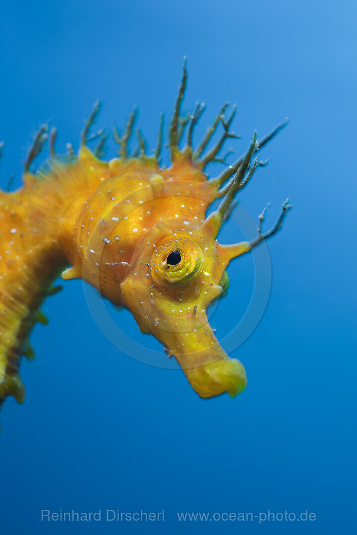 Yellow Longsnouted Seahorse