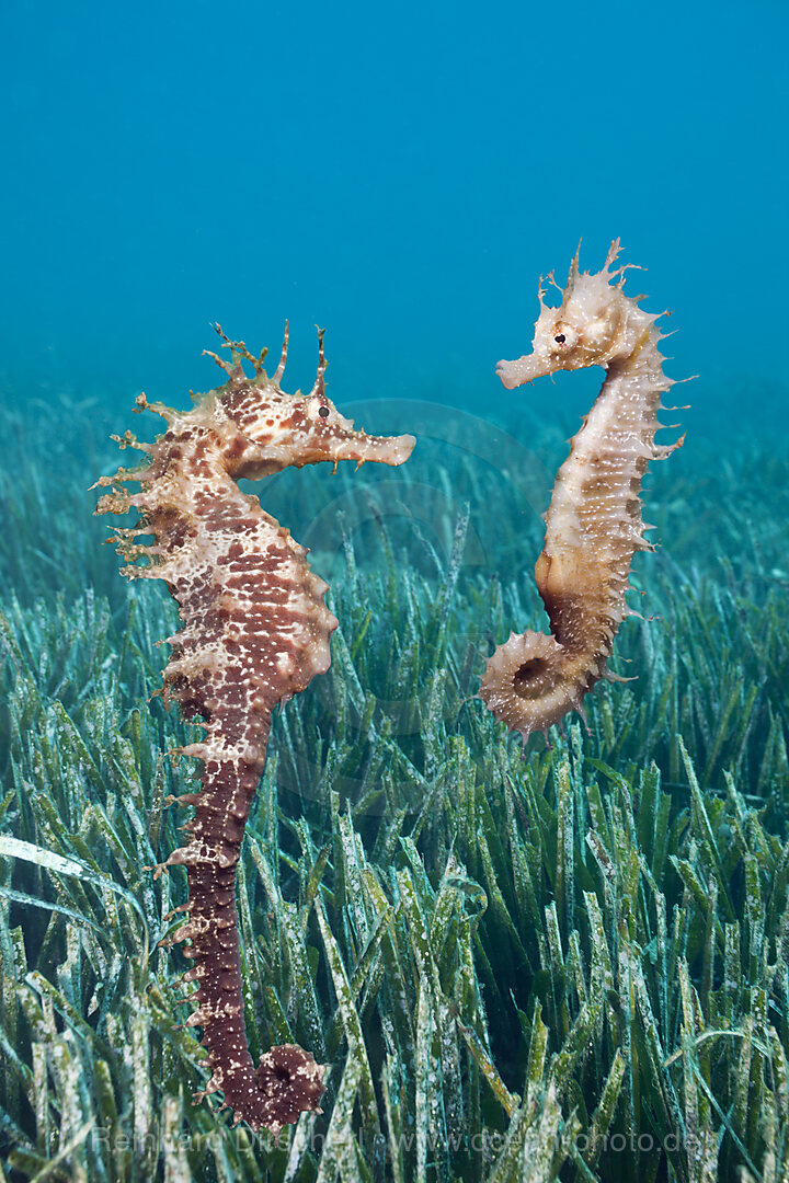 Couple of Mediterranean Seahorse
