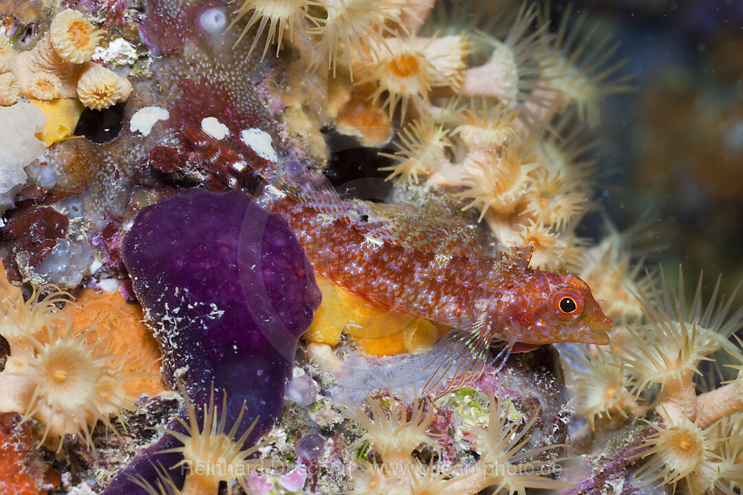 Dreiflossen-Schleimfisch, Maennchen, Tripterygion delaisi, Spirastrella cunctatrix, La Vaca, Medes Inseln, Costa Brava, Mittelmeer, Spanien