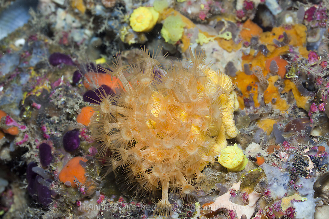 Gelbe Krustenanemonen, Parazoanthus axinellae, La Vaca, Medes Inseln, Costa Brava, Mittelmeer, Spanien