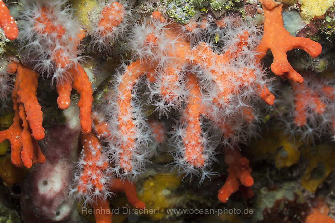 Edelkorallen, Corallium rubrum, Les Ferranelles, Medes Inseln, Costa Brava, Mittelmeer, Spanien