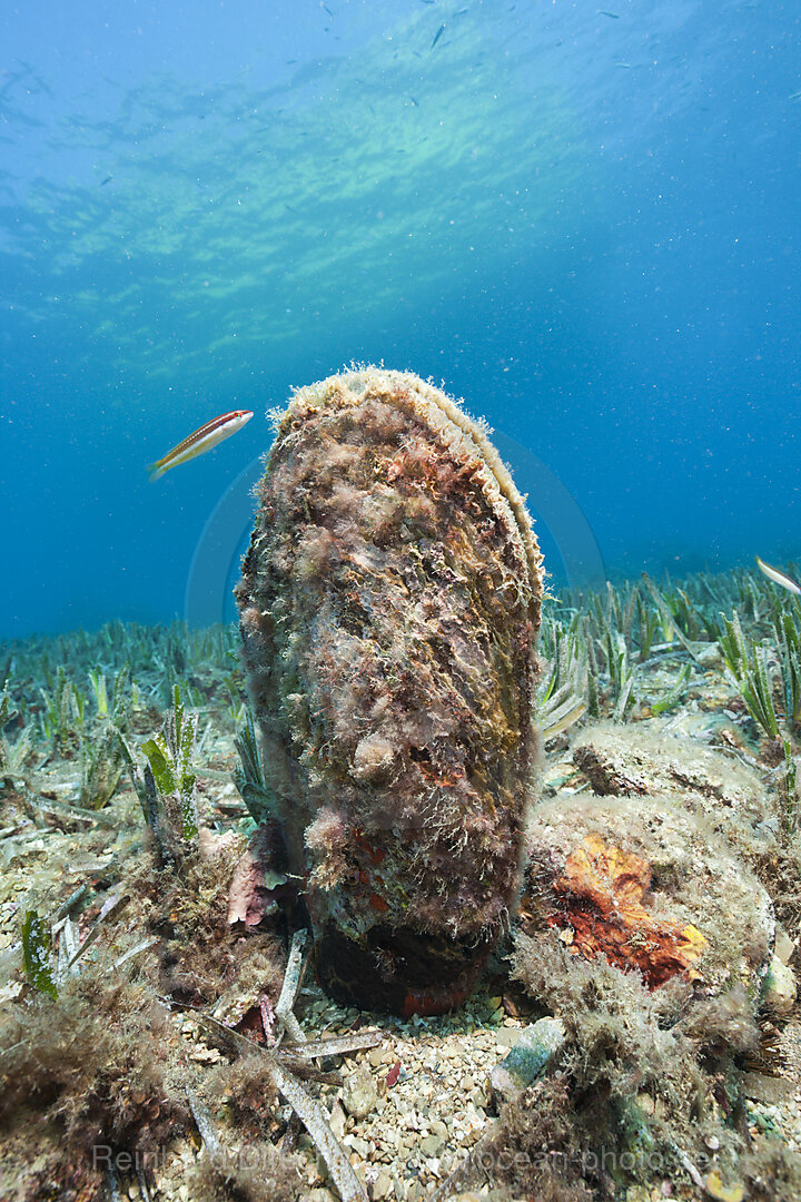 Grosse Steckmuschel, Pinna nobilis, Les Ferranelles, Medes Inseln, Costa Brava, Mittelmeer, Spanien