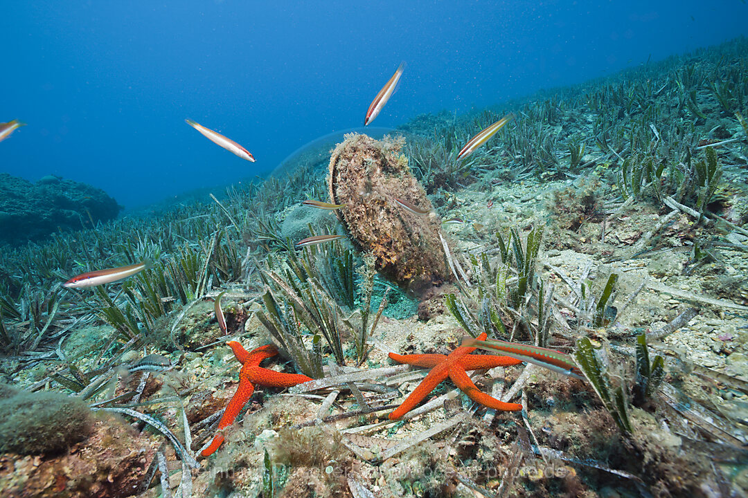 Grosse Steckmuschel, Pinna nobilis, Les Ferranelles, Medes Inseln, Costa Brava, Mittelmeer, Spanien