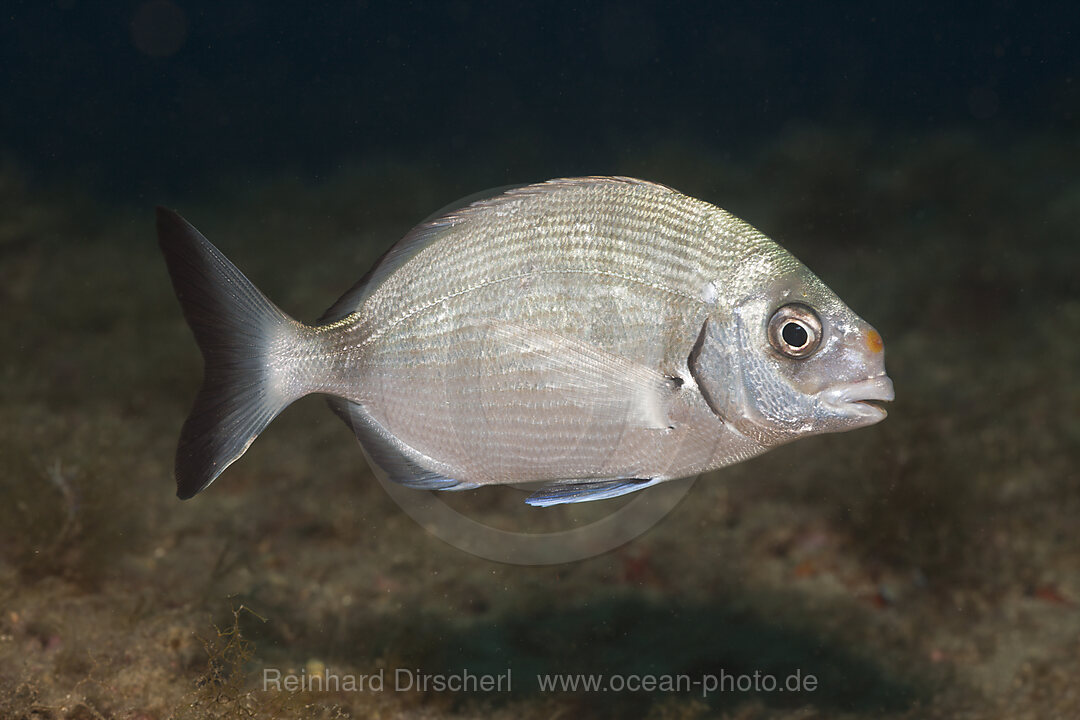 White Bream