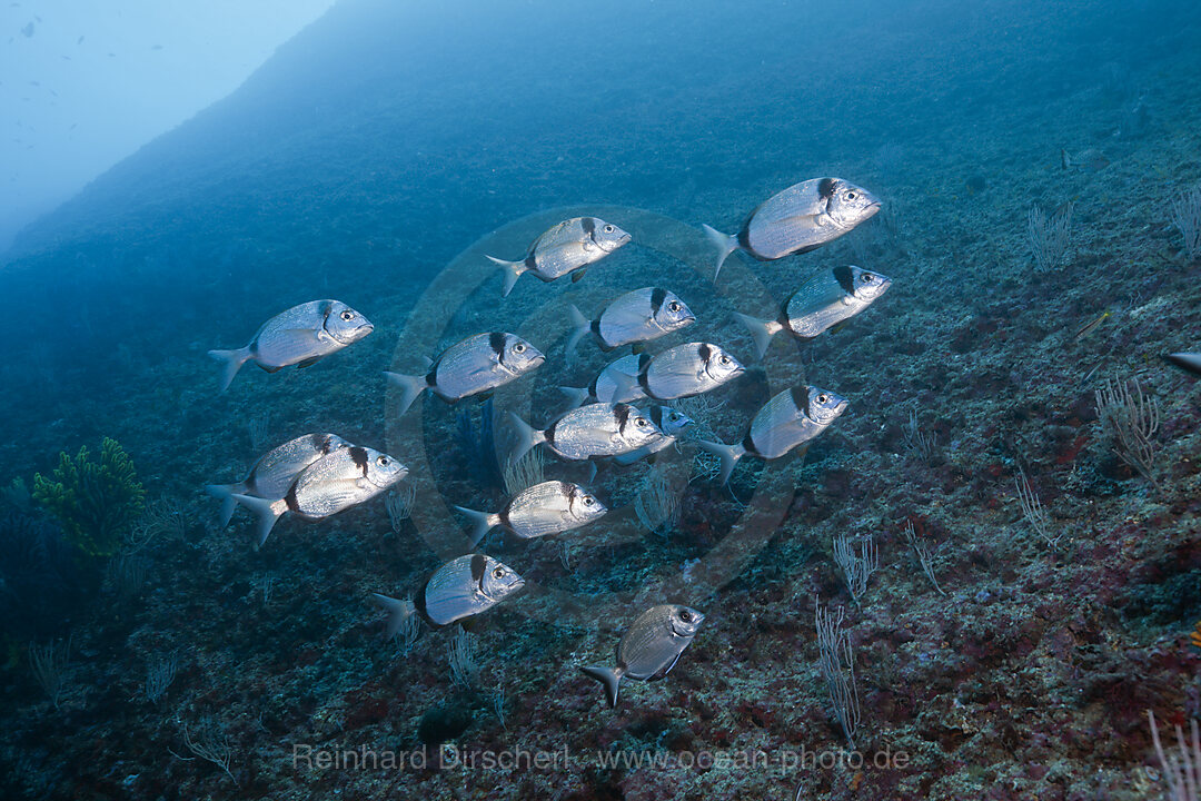 Shoal of Two-banded Breams