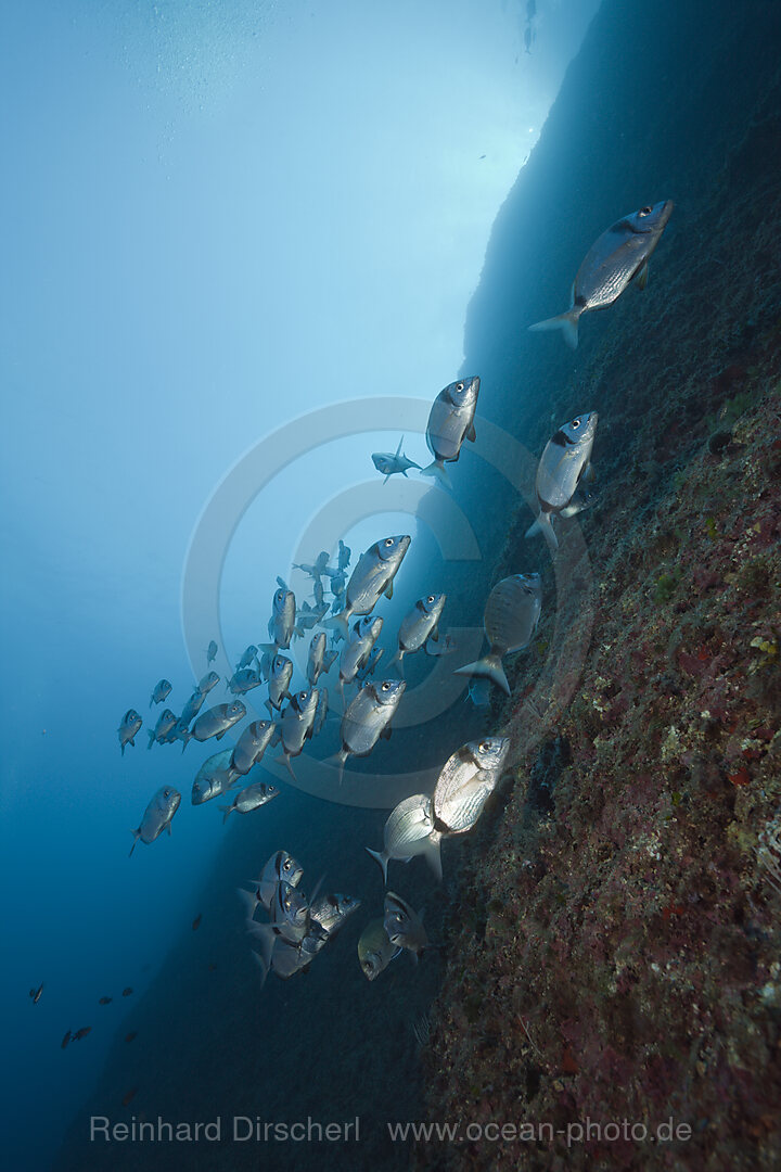 Schwarm von Zweibinden-Brassen, Diplodus vulgaris, Carall Bernat, Medes Inseln, Costa Brava, Mittelmeer, Spanien