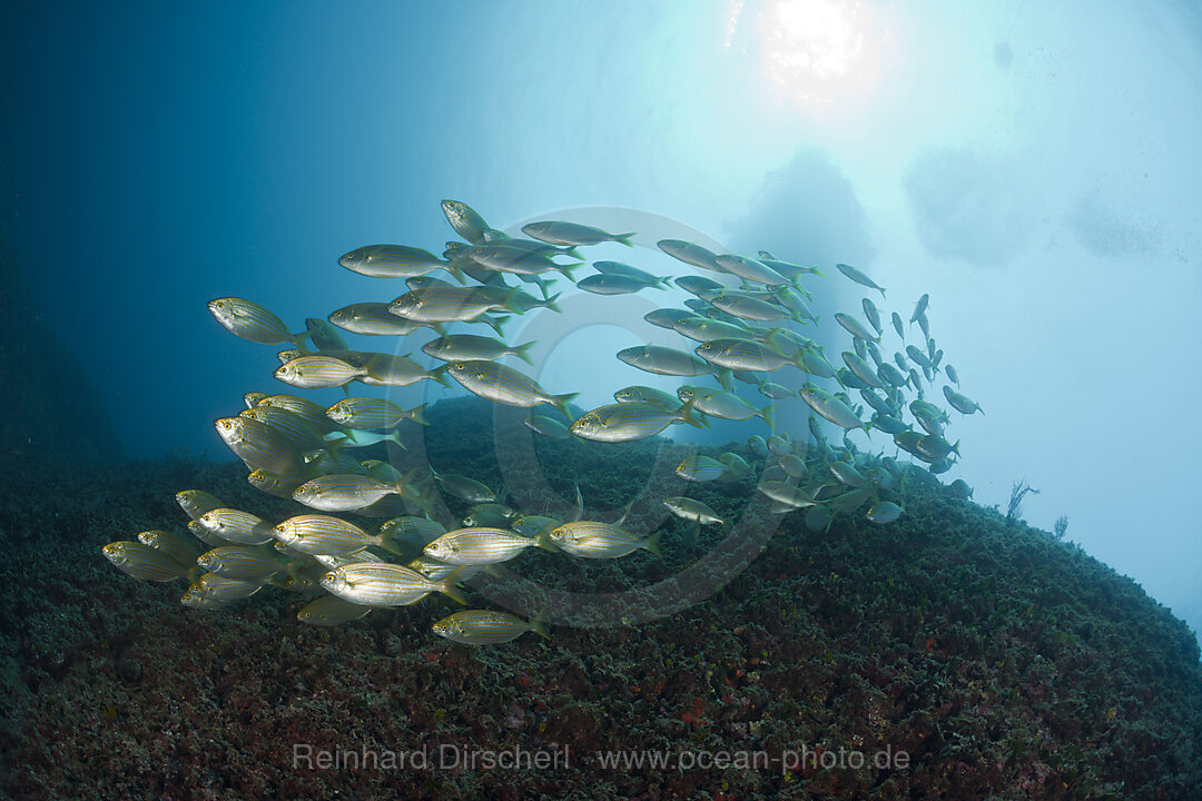 Schwarm Goldstriemen, Sarpa salpa, Carall Bernat, Medes Inseln, Costa Brava, Mittelmeer, Spanien