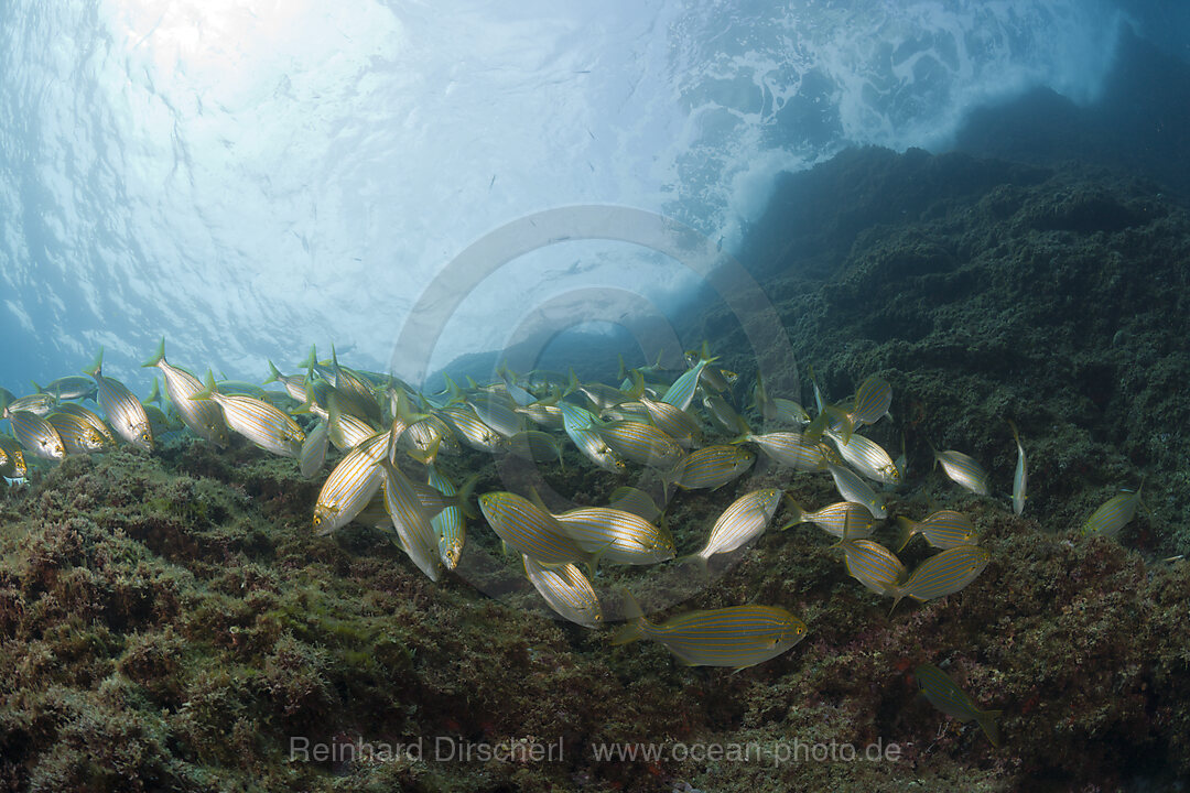 Goldstriemen suchen nach Nahrung, Sarpa salpa, Carall Bernat, Medes Inseln, Costa Brava, Mittelmeer, Spanien