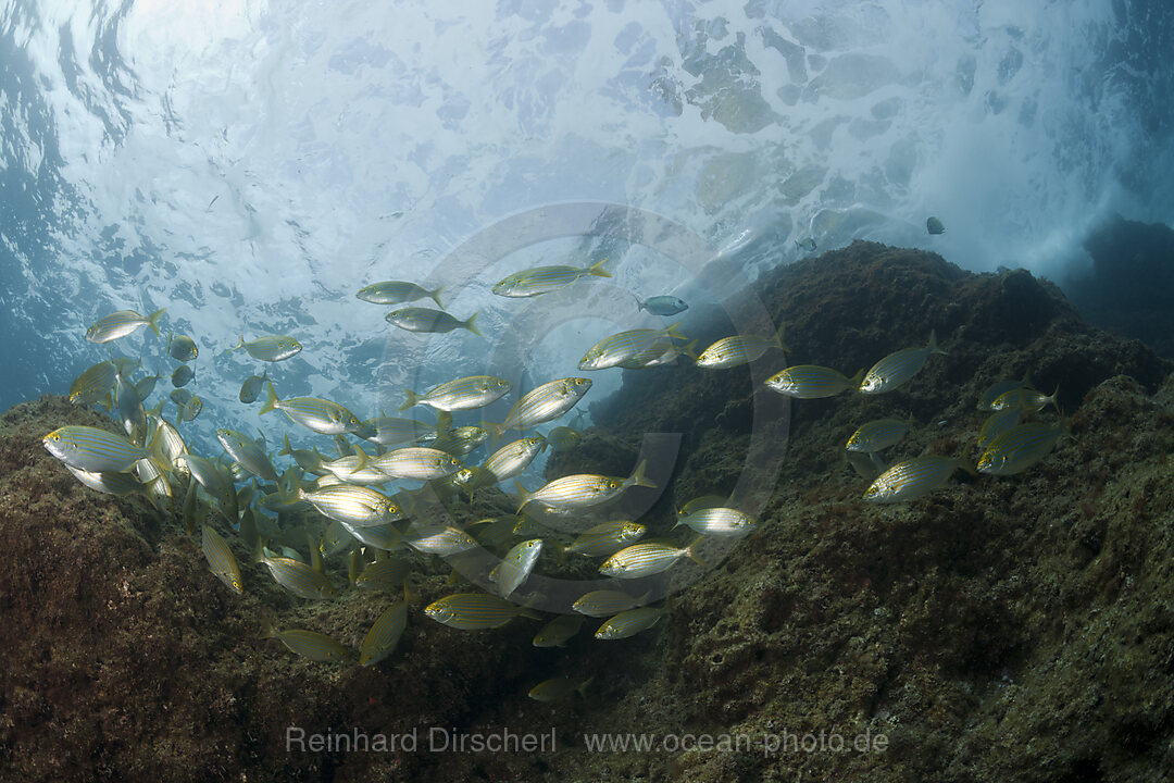 Schwarm Goldstriemen, Sarpa salpa, Carall Bernat, Medes Inseln, Costa Brava, Mittelmeer, Spanien