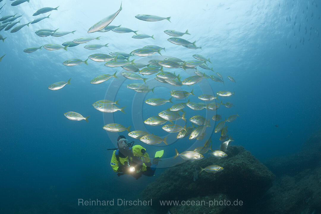 Diver and Shoal of Cow Breams