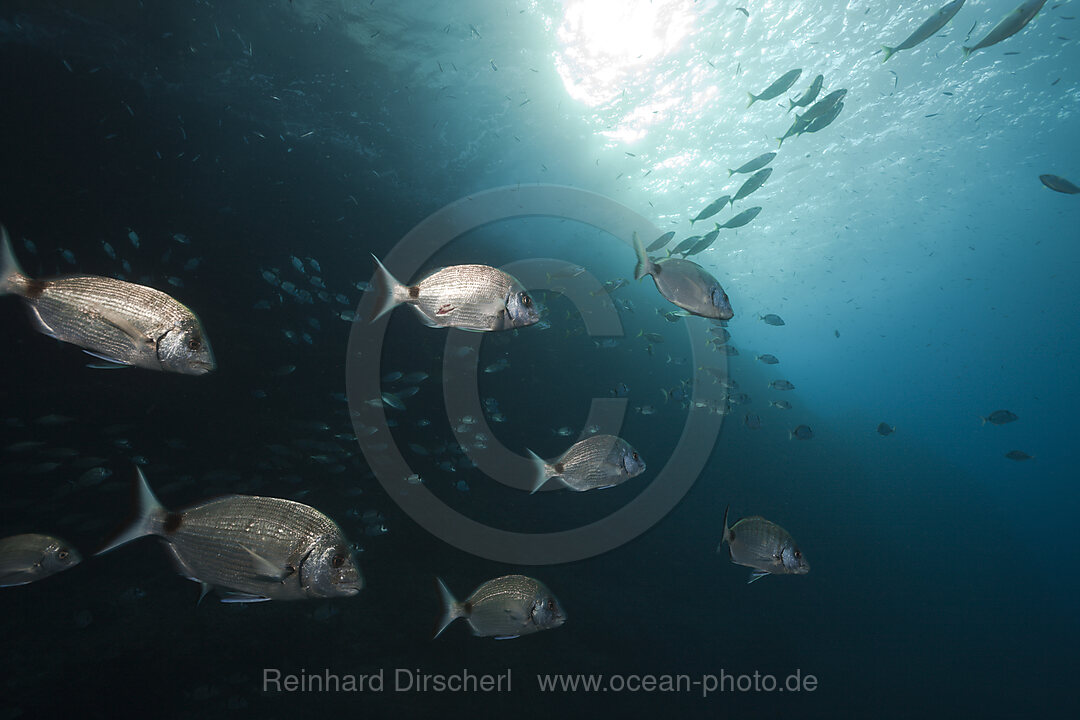 Zweibinden-Brassen, Diplodus vulgaris, Carall Bernat, Medes Inseln, Costa Brava, Mittelmeer, Spanien