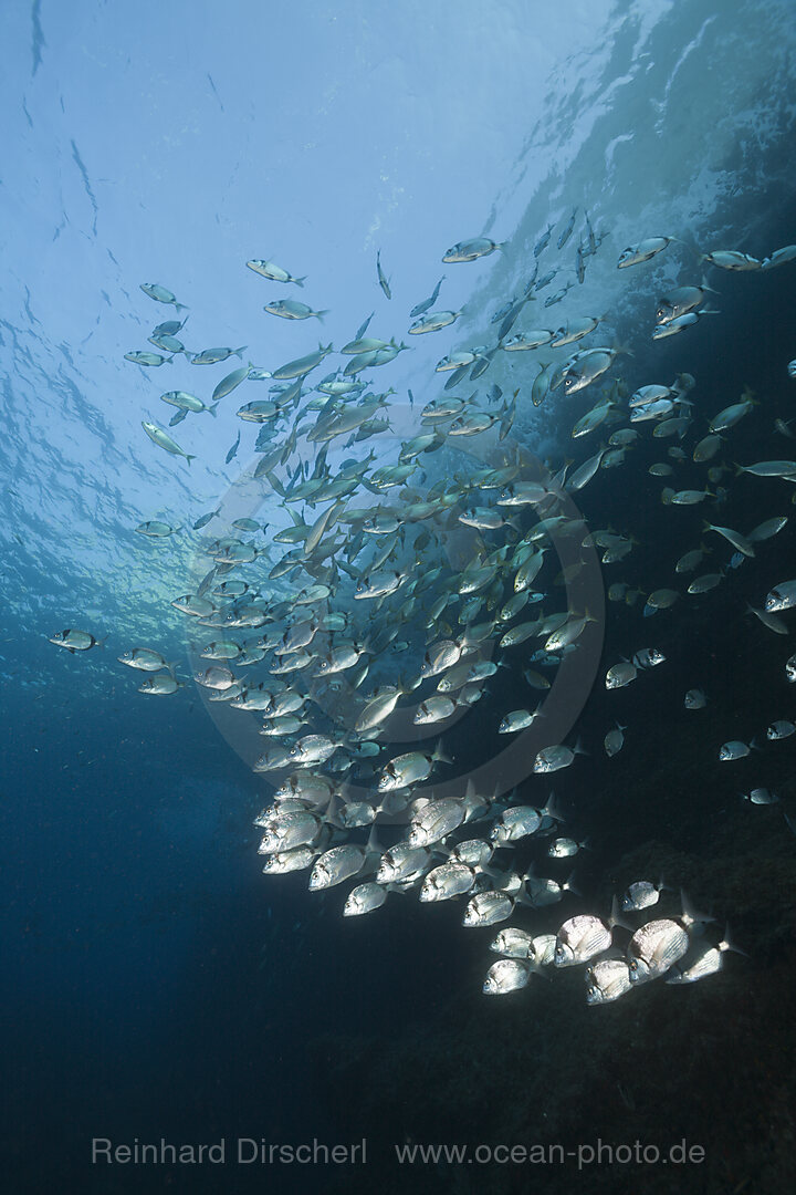 Zweibinden-Brassen, Diplodus vulgaris, Carall Bernat, Medes Inseln, Costa Brava, Mittelmeer, Spanien