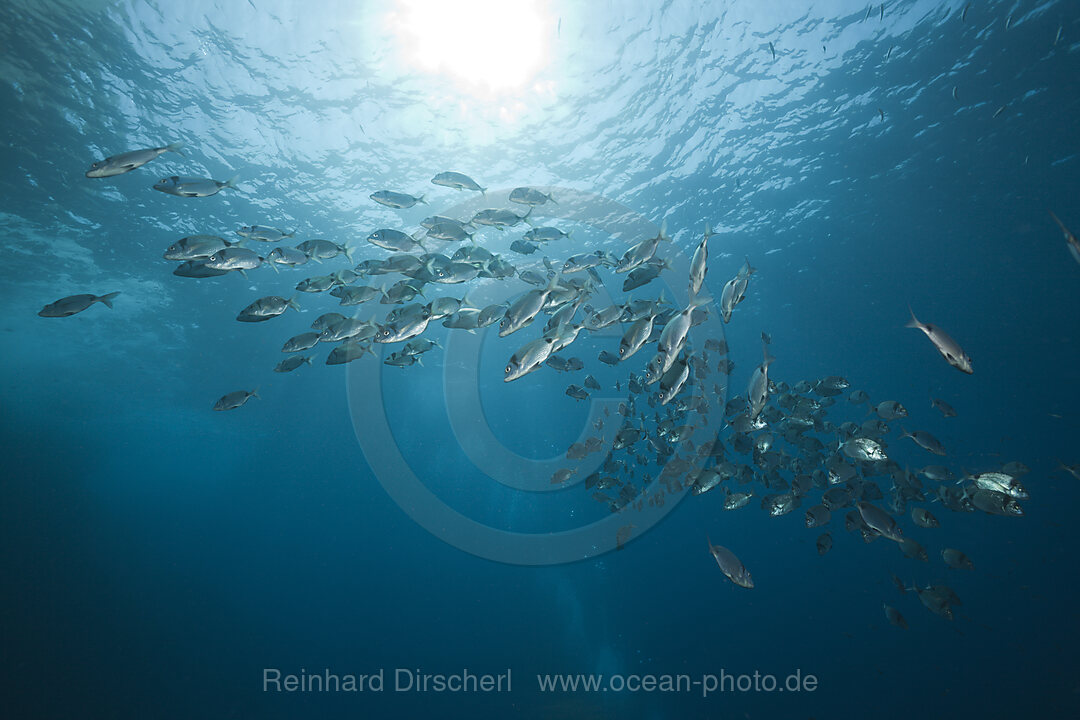 Two-banded Breams
