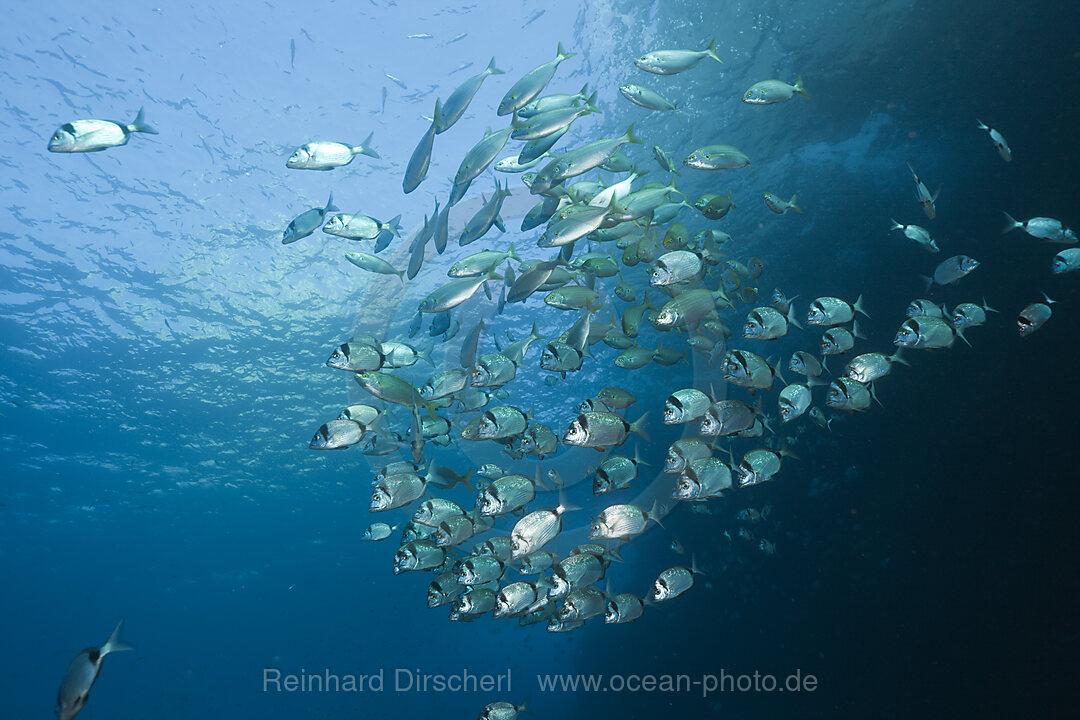 Zweibinden-Brassen, Diplodus vulgaris, Carall Bernat, Medes Inseln, Costa Brava, Mittelmeer, Spanien