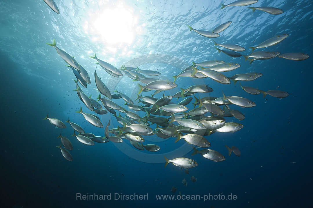 Schwarm Goldstriemen, Sarpa salpa, Carall Bernat, Medes Inseln, Costa Brava, Mittelmeer, Spanien