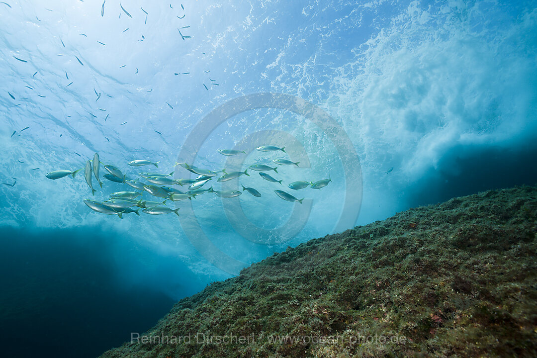 Shoal of Cow Breams