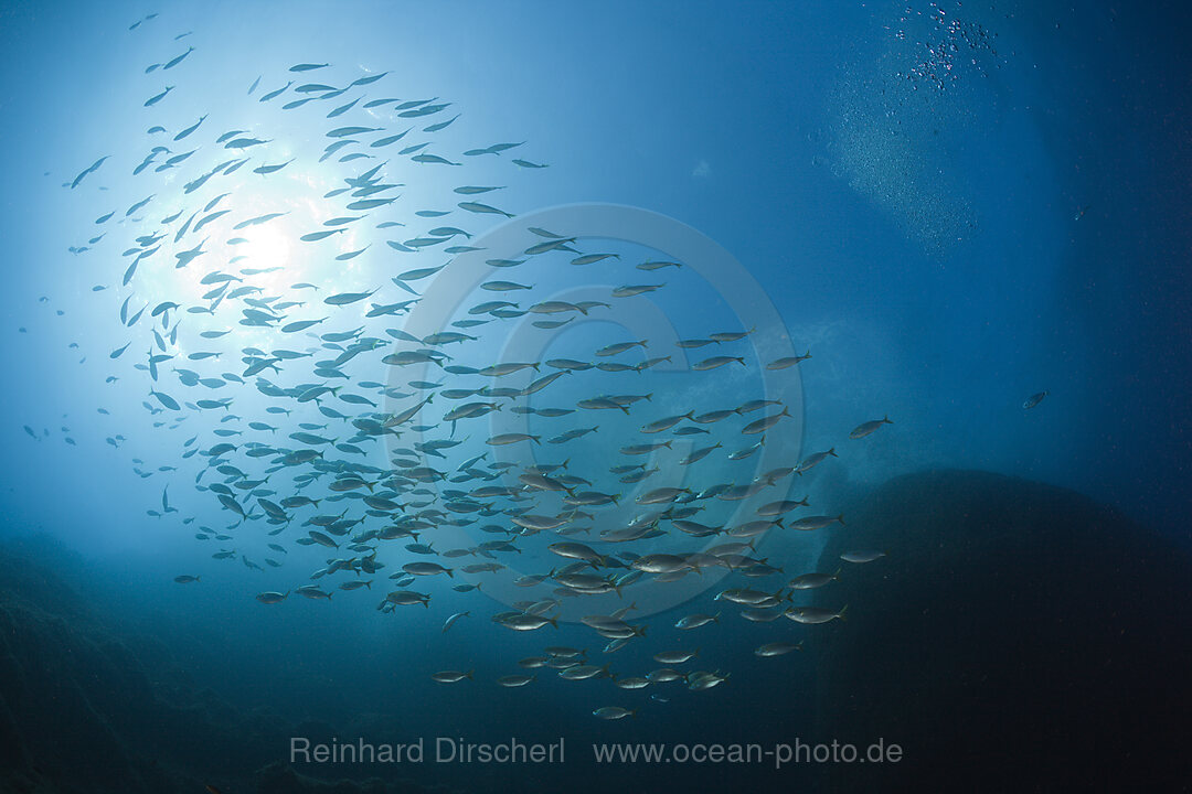 Schwarm Goldstriemen, Sarpa salpa, El Medallot, Medes Inseln, Costa Brava, Mittelmeer, Spanien