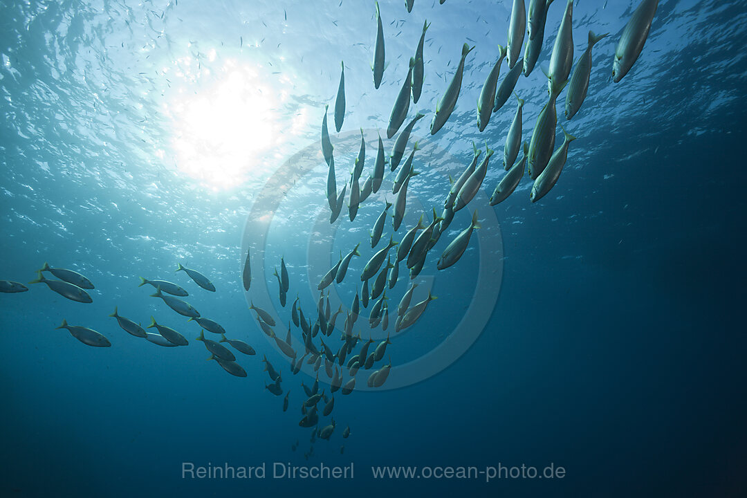 Schwarm Goldstriemen, Sarpa salpa, El Medallot, Medes Inseln, Costa Brava, Mittelmeer, Spanien