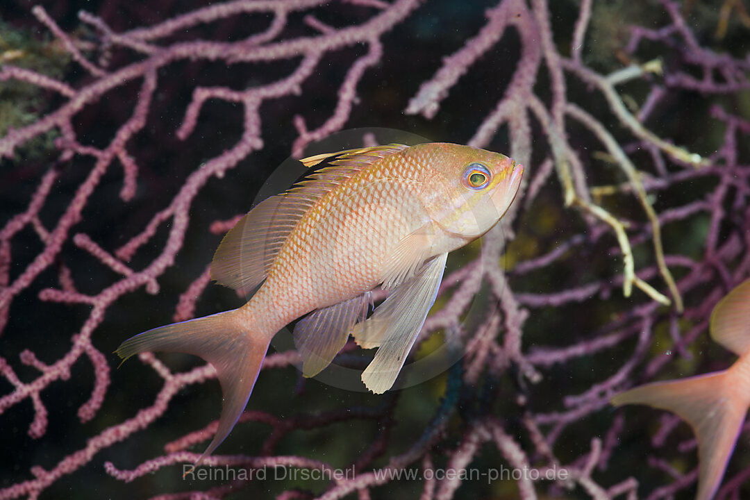 Mittelmeer-Fahnenbarsch, Anthias anthias, El Medallot, Medes Inseln, Costa Brava, Mittelmeer, Spanien