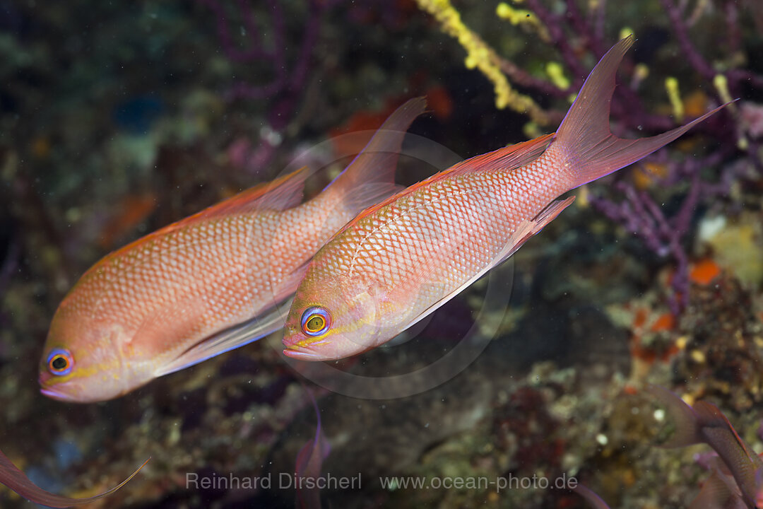 Mediterranean Anthias