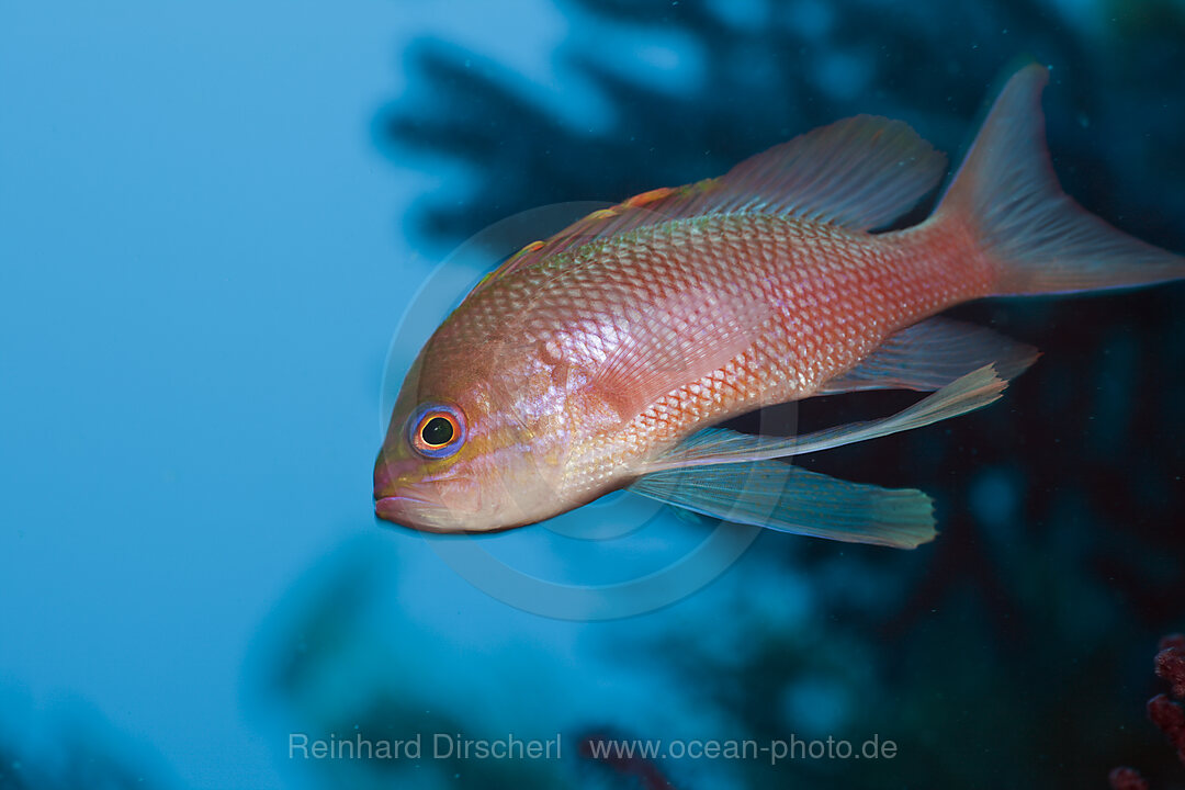 Mittelmeer-Fahnenbarsch, Anthias anthias, El Medallot, Medes Inseln, Costa Brava, Mittelmeer, Spanien