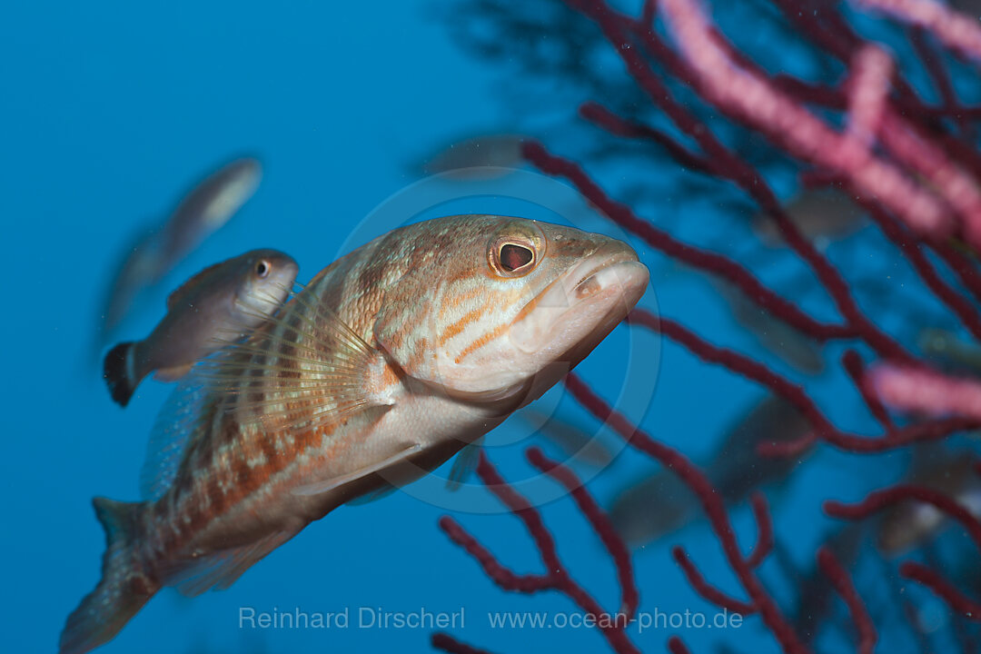 Saegebarsch, Serranus cabrilla, El Medallot, Medes Inseln, Costa Brava, Mittelmeer, Spanien