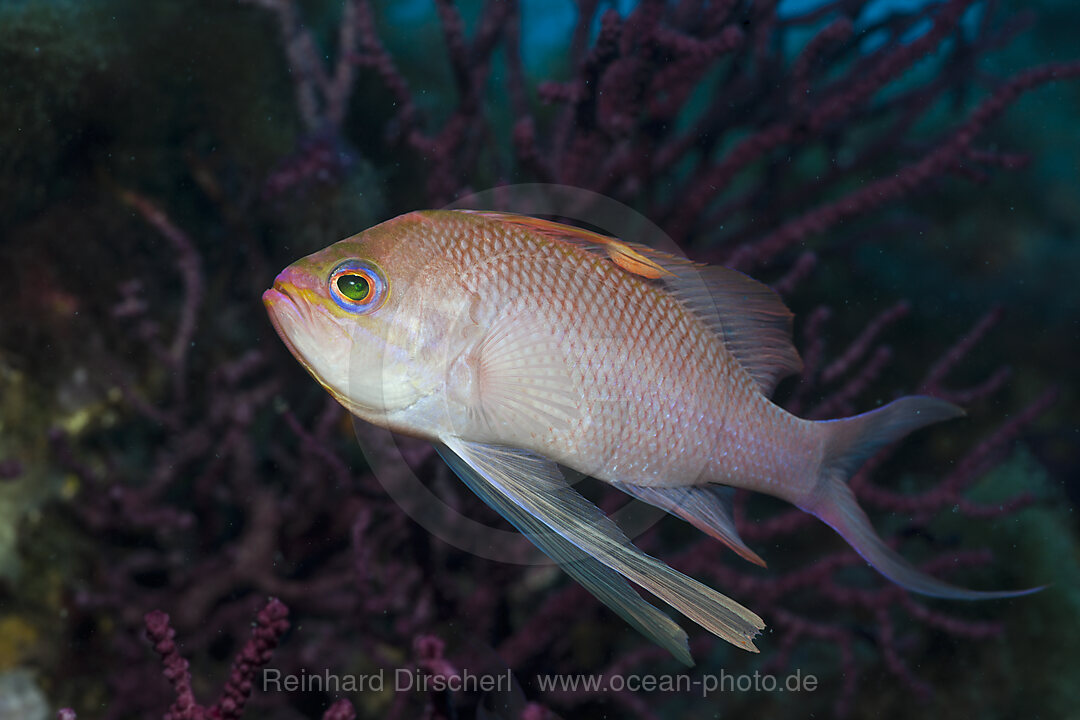 Mittelmeer-Fahnenbarsch, Anthias anthias, Pedra de Deu, Medes Inseln, Costa Brava, Mittelmeer, Spanien