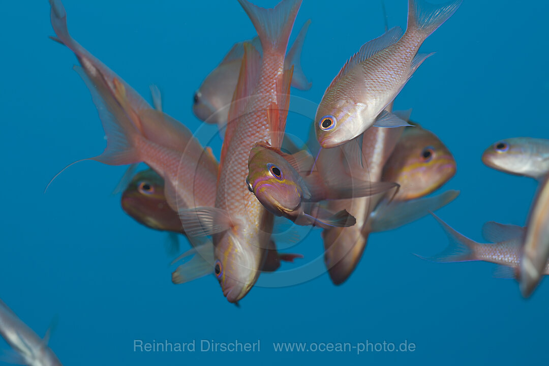 Mediterranean Anthias