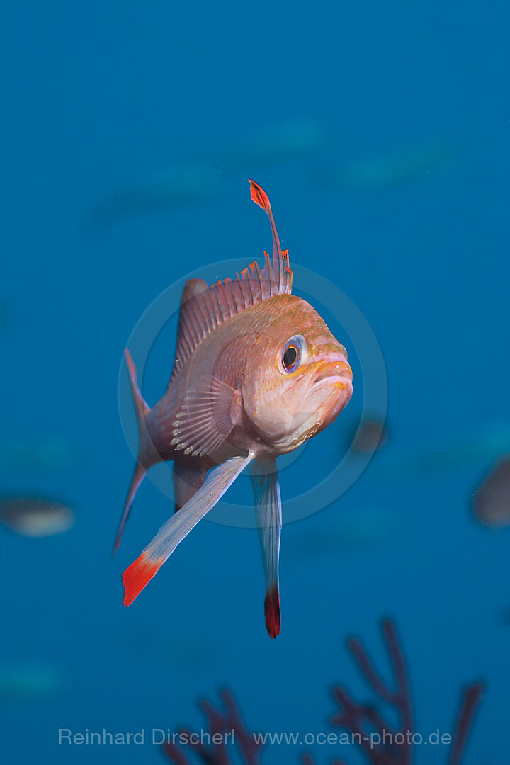 Mediterranean Anthias