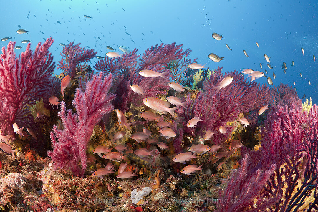 Fahnenbarsche und Farbwechselnde Gorgonien, Anthias anthias, Paramuricea clavata, Carall Bernat, Medes Inseln, Costa Brava, Mittelmeer, Spanien