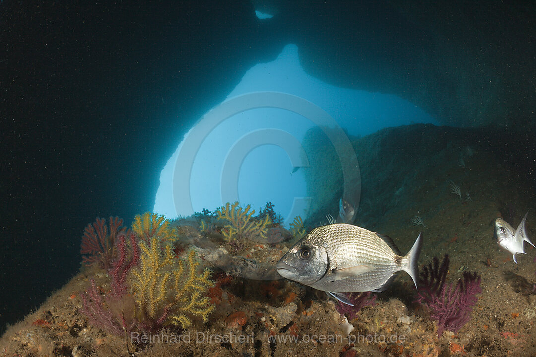 White Bream inside Cave
