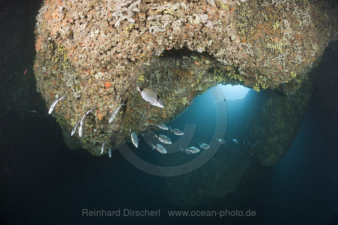 Two-banded Breams inside Cave