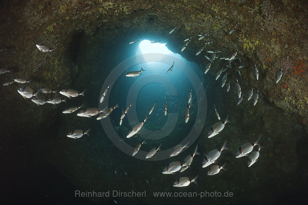 Meerbrassen in Hoehle, Diplodus vulgaris, Dofi Sud, Medes Inseln, Costa Brava, Mittelmeer, Spanien