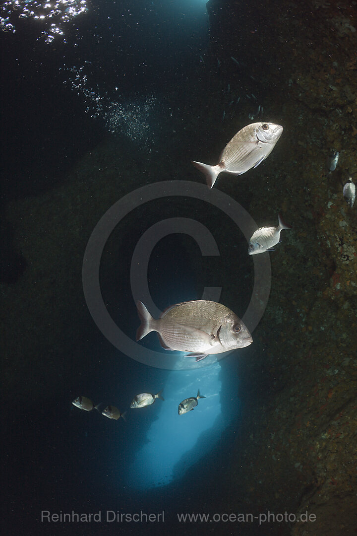 White Bream inside Cave