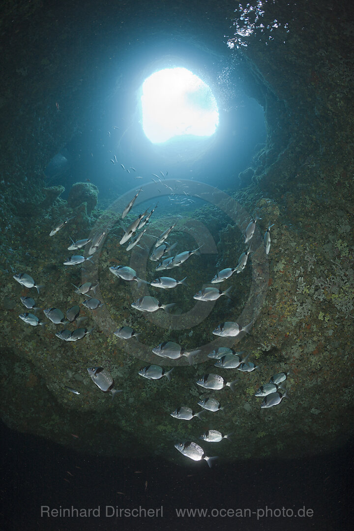 Zweibinden-Brassen in Hoehle, Diplodus vulgaris, Dofi Sud, Medes Inseln, Costa Brava, Mittelmeer, Spanien