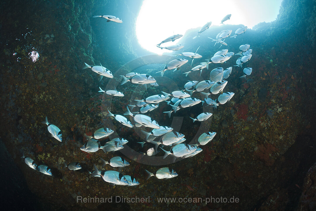 Zweibinden-Brassen in Hoehle